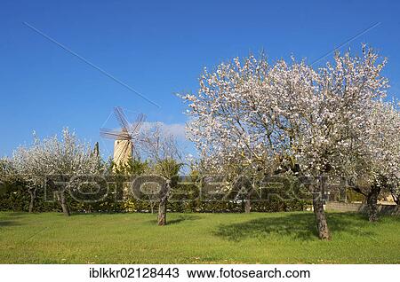 Stock Image - Blossoming almond trees and a windmill in Santa Maria del Cami, Majorca, Balearic Islands, Spain, Europe. Fotosearch