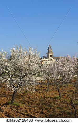 Stock Photograph - Blossoming almond trees at Santa Maria del Cami, Majorca, Balearic Islands, Spain, Europe. Fotosearch