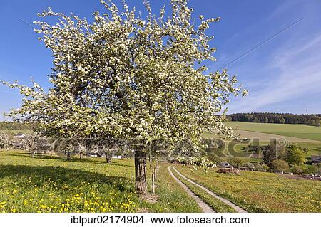 Picture - Blossoming apple tree, meadow with fruit trees, path to Affalter, Erzgebirge, Ore Mountains, Saxony, Germany, Europe. Fotosearch
