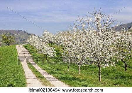 Picture - Blossoming cherry trees, fruit trees blooming in the Eggener Valley, Markgraeflerland, Black Forest, Baden-Wuerttemberg, Germany, Europe. Fotosearch