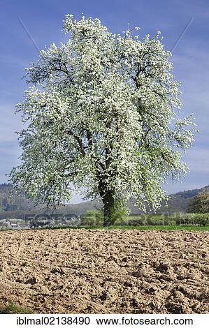 Blossoming cherry trees, fruit trees blooming in the Eggener Valley, Markgraeflerland, Black Forest, Baden-Wuerttemberg, Germany, Europe View Large Photo Image Stock Image - Blossoming cherry trees, fruit trees blooming in the Eggener Valley, Markgraeflerland, Black Forest, Baden-Wuerttemberg, Germany, Europe. Fotosearch