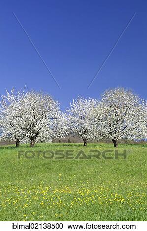 Blossoming cherry trees, fruit trees blooming in the Eggener Valley, Markgraeflerland, Black Forest, Baden-Wuerttemberg, Germany, Europe View Large Photo Image Stock Image - Blossoming cherry trees, fruit trees blooming in the Eggener Valley, Markgraeflerland, Black Forest, Baden-Wuerttemberg, Germany, Europe. Fotosearch