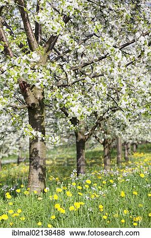 Blossoming cherry trees, fruit trees blooming in the Eggener Valley, Markgraeflerland, Black Forest, Baden-Wuerttemberg, Germany, Europe View Large Photo Image Stock Photo - Blossoming cherry trees, fruit trees blooming in the Eggener Valley, Markgraeflerland, Black Forest, Baden-Wuerttemberg, Germany, Europe. Fotosearch