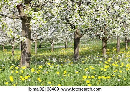 Stock Photo - Blossoming cherry trees, fruit trees blooming in the Eggener Valley, Markgraeflerland, Black Forest, Baden-Wuerttemberg, Germany, Europe. Fotosearch