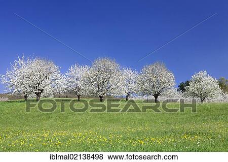 Blossoming cherry trees, fruit trees blooming in the Eggener Valley, Markgraeflerland, Black Forest, Baden-Wuerttemberg, Germany, Europe View Large Photo Image Stock Photo - Blossoming cherry trees, fruit trees blooming in the Eggener Valley, Markgraeflerland, Black Forest, Baden-Wuerttemberg, Germany, Europe. Fotosearch