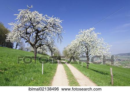 Blossoming cherry trees, fruit trees blooming in the Eggener Valley, Markgraeflerland, Black Forest, Baden-Wuerttemberg, Germany, Europe View Large Photo Image Stock Photograph - Blossoming cherry trees, fruit trees blooming in the Eggener Valley, Markgraeflerland, Black Forest, Baden-Wuerttemberg, Germany, Europe. Fotosearch