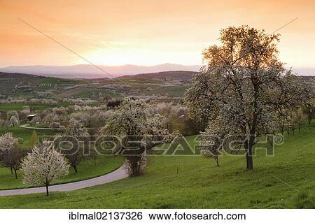 Blossoming cherry trees in the Eggen Valley, Markgraeflerland, Black Forest, Baden-Wuerttemberg, Germany, Europe View Large Photo Image Stock Photograph - Blossoming cherry trees in the Eggen Valley, Markgraeflerland, Black Forest, Baden-Wuerttemberg, Germany, Europe. Fotosearch