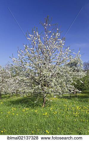 Blossoming fruit trees in the Eggen Valley, Markgraeflerland, Black Forest, Baden-Wuerttemberg, Germany, Europe View Large Photo Image Stock Photo - Blossoming fruit trees in the Eggen Valley, Markgraeflerland, Black Forest, Baden-Wuerttemberg, Germany, Europe. Fotosearch