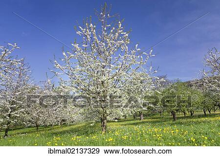 Blossoming fruit trees in the Eggen Valley, Markgraeflerland, Black Forest, Baden-Wuerttemberg, Germany, Europe View Large Photo Image Stock Photo - Blossoming fruit trees in the Eggen Valley, Markgraeflerland, Black Forest, Baden-Wuerttemberg, Germany, Europe. Fotosearch