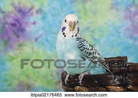 Stock Photography - Blue Budgerigar (Melopsittacus undulatus). Fotosearch