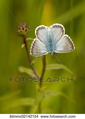 Picture - Blue (Lycaenidae), butterfly, Augsburg, Bavaria, Germany, Europe. Fotosearch
