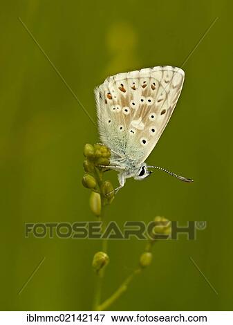 Stock Photo - Blue (Lycaenidae), butterfly, Augsburg, Bavaria, Germany, Europe. Fotosearch