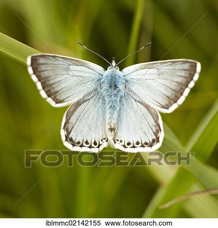 Blue (Lycaenidae), butterfly, Augsburg, Bavaria, Germany, Europe View Large Photo Image Stock Photography - Blue (Lycaenidae), butterfly, Augsburg, Bavaria, Germany, Europe. Fotosearch