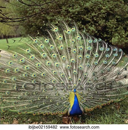 Stock Image - Blue Peacock (Pavo cristatus) displaying its tail feathers, Graz Castle Park, Austria, Europe. Fotosearch