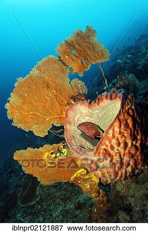 Blue Spotted Grouper (Cephalopholis cyanostigma) hiding in Giant Barrel Sponge (Xestospongia muta), with sea fan, in coral reef, Great Barrier Reef, UNESCO World Heritage Site, Cairns, Queensland, Australia, Pacific, Oceania View Large Photo Image Stock Photo - Blue Spotted Grouper (Cephalopholis cyanostigma) hiding in Giant Barrel Sponge (Xestospongia muta), with sea fan, in coral reef, Great Barrier Reef, UNESCO World Heritage Site, Cairns, Queensland, Australia, Pacific, Oceania. Fotosearch