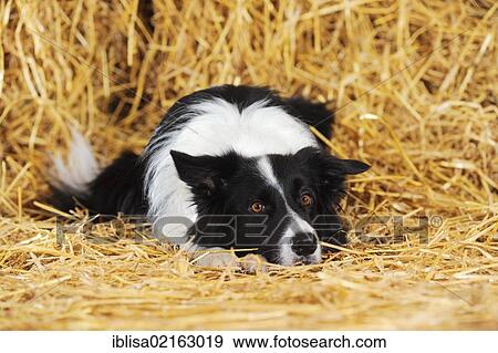 Stock Photo - Border Collie lying is the straw with its head on the ground between its paws. Fotosearch