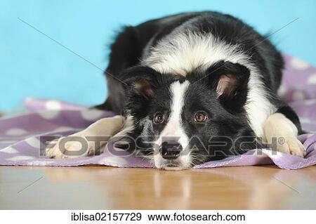 Border Collie lying on a purple blanket in front of turquoise View Large Photo Image Stock Photo - Border Collie lying on a purple blanket in front of turquoise. Fotosearch
