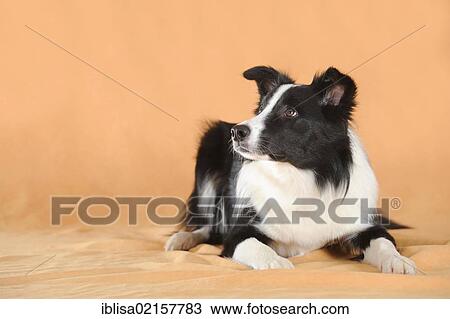Stock Image - Border Collie, lying. Fotosearch