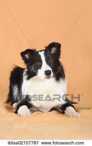 Stock Photo - Border Collie, lying. Fotosearch