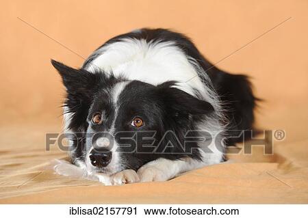 Border Collie lying with its head on its paws View Large Photo Image Stock Image - Border Collie lying with its head on its paws. Fotosearch