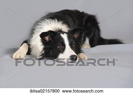 Border Collie lying with its head on the floor View Large Photo Image Stock Image - Border Collie lying with its head on the floor. Fotosearch