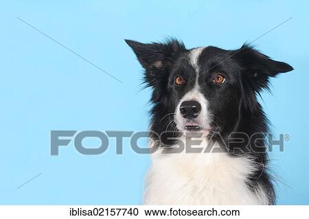 Stock Image - Border Collie, portrait, in front of turquoise. Fotosearch