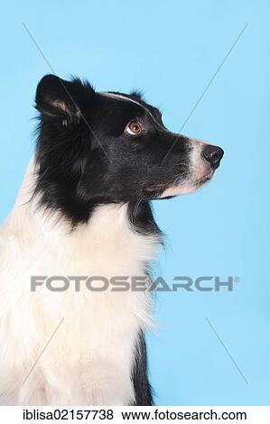 Stock Photo - Border Collie, portrait, in front of turquoise. Fotosearch