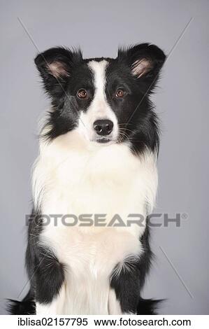 Border Collie, portrait View Large Photo Image Stock Photography - Border Collie, portrait. Fotosearch