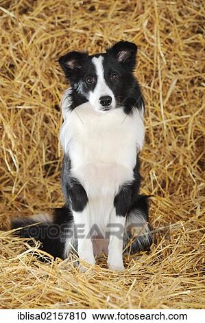 Stock Image - Border Collie, sitting in straw. Fotosearch