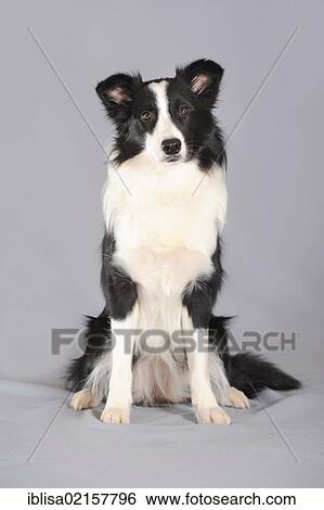 Border Collie, sitting View Large Photo Image Stock Photograph - Border Collie, sitting. Fotosearch