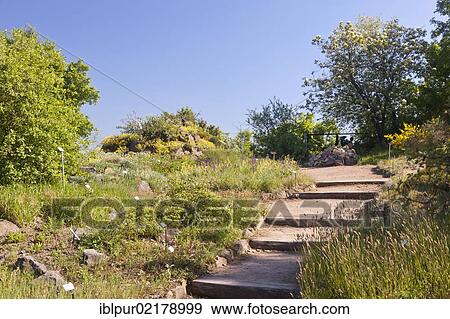 Stock Photo - Botanical Garden of the Technical University of Dresden on Boselspitze Mountain, Coswig, Saxon Elbe, Saxony, Germany, Europe. Fotosearch