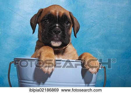 Stock Photo - Boxer puppy looking out of a bucket. Fotosearch