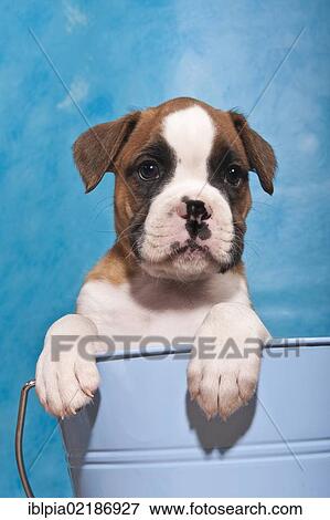 Stock Photo - Boxer puppy looking out of a bucket. Fotosearch