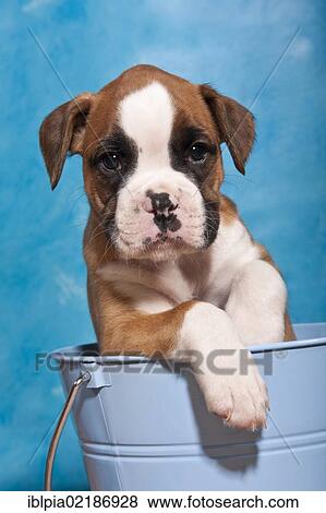 Boxer puppy looking out of a bucket View Large Photo Image Stock Photo - Boxer puppy looking out of a bucket. Fotosearch