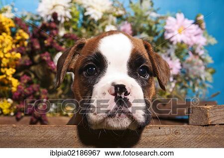 Stock Photo - Boxer puppy looking out of a wooden crate, with flowers at the rear. Fotosearch