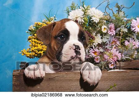 Stock Photo - Boxer puppy looking out of a wooden crate, with flowers at the rear. Fotosearch