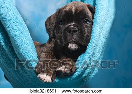 Stock Image - Boxer puppy lying comfortably in a blanket. Fotosearch