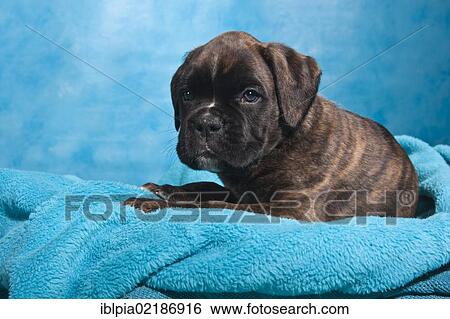 Boxer puppy lying on a blanket View Large Photo Image Stock Photograph - Boxer puppy lying on a blanket. Fotosearch