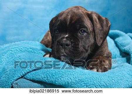 Stock Photography - Boxer puppy lying on a blanket. Fotosearch