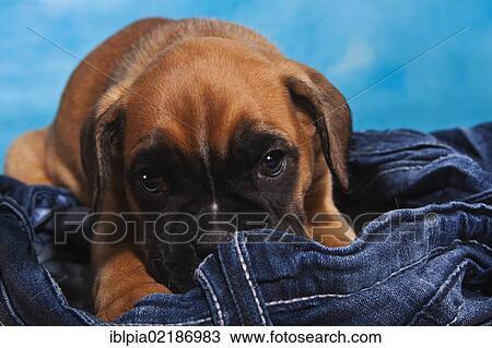 Stock Image - Boxer puppy lying on a pair of jeans. Fotosearch