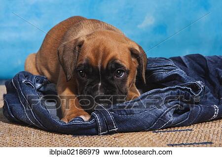 Boxer puppy lying on a pair of jeans View Large Photo Image Stock Photo - Boxer puppy lying on a pair of jeans. Fotosearch