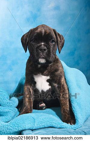 Stock Image - Boxer puppy on a blanket. Fotosearch