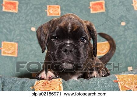 Boxer puppy on a sofa View Large Photo Image Stock Image - Boxer puppy on a sofa. Fotosearch