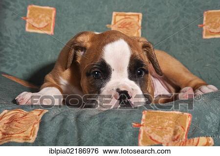 Stock Photograph - Boxer puppy on a sofa. Fotosearch