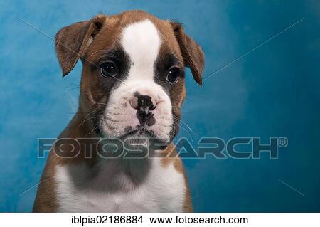 Picture - Boxer puppy, portrait. Fotosearch