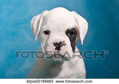 Stock Image - Boxer puppy, portrait. Fotosearch