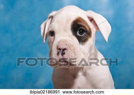 Stock Image - Boxer puppy, portrait. Fotosearch