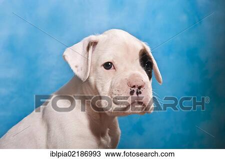 Boxer puppy, portrait View Large Photo Image Stock Image - Boxer puppy, portrait. Fotosearch