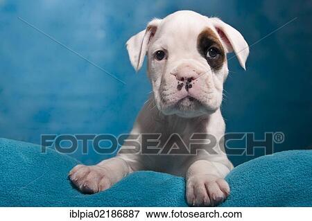 Stock Photo - Boxer puppy, portrait. Fotosearch