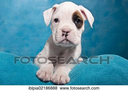 Stock Photo - Boxer puppy, portrait. Fotosearch